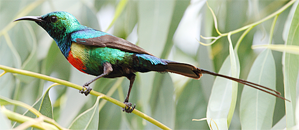 Beautiful Sunbird