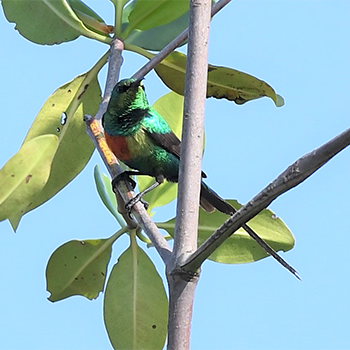 Beautiful Sunbird