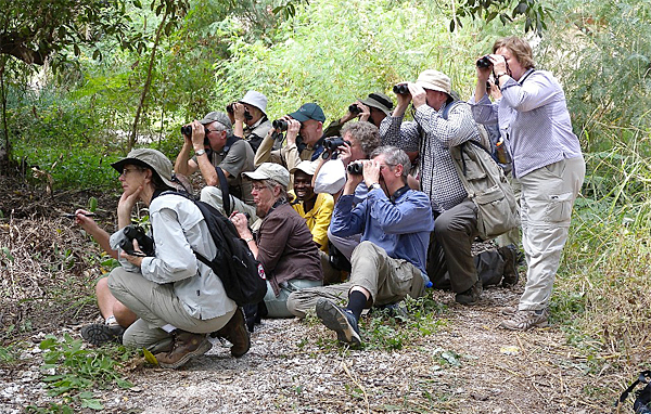 The Birdfinders group