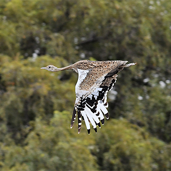 Black-bellied Bustard