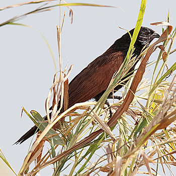 Black Coucal