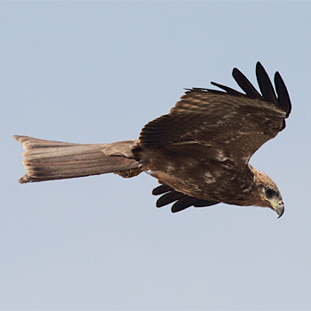 Black Kite