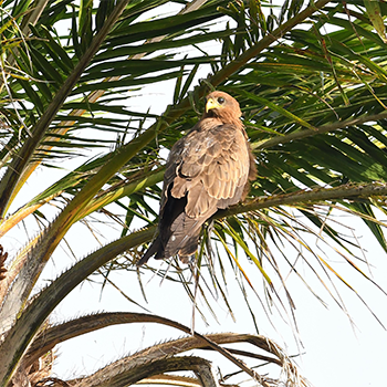 Black Kite