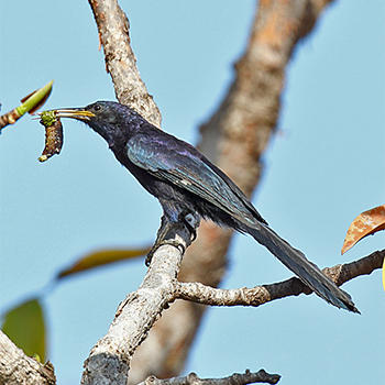 Black Scimitarbill