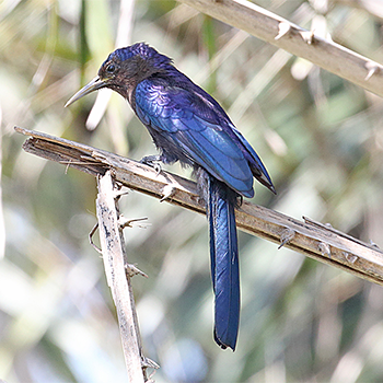 Black Scimitarbill