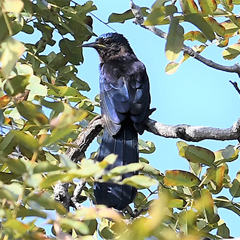 Black Scimitarbill