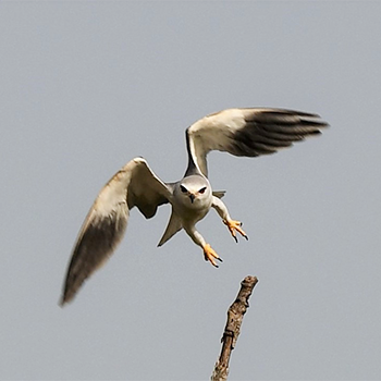 Black-winged Kite