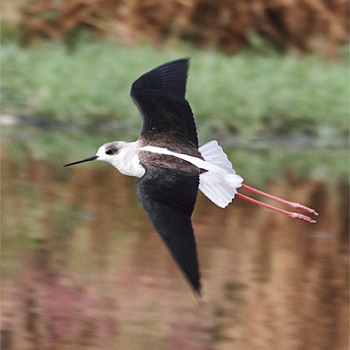 Black-winged Stilt