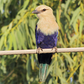 Blue-bellied Roller