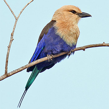 Blue-bellied Roller