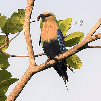 Blue-bellied Roller