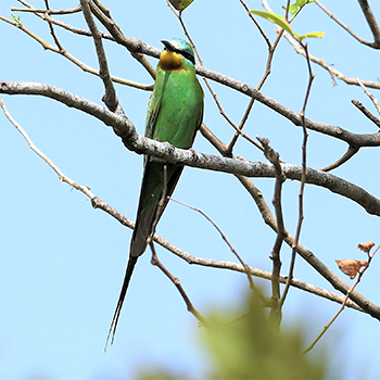 Blue-cheeked Bee-eater