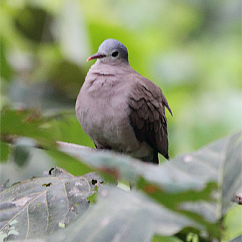 Blue-spotted Wood-dove