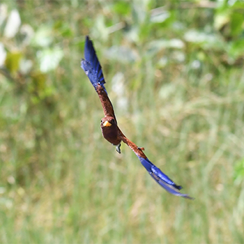 Broad-billed Roller