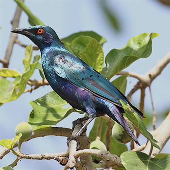 Bronze-tailed Starling