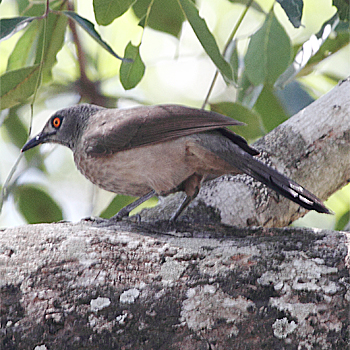 Brown Babbler