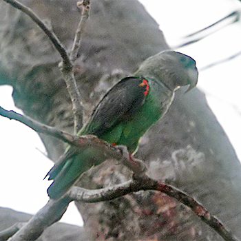 Brown-necked Parrot