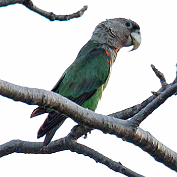 Brown-necked Parrot