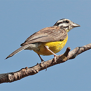 Brown-rumped Bunting