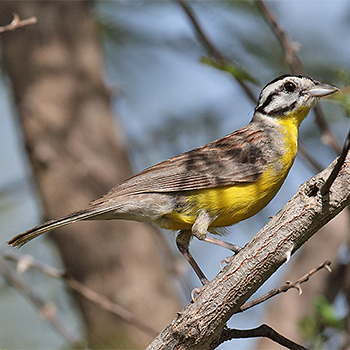 Brown-rumped Bunting
