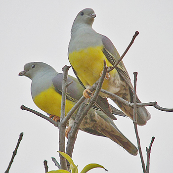 Bruce's Green-pigeon