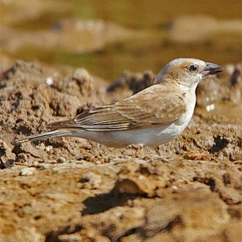 Bush Petronia
