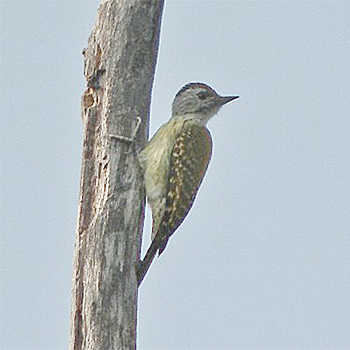 Cardinal Woodpecker