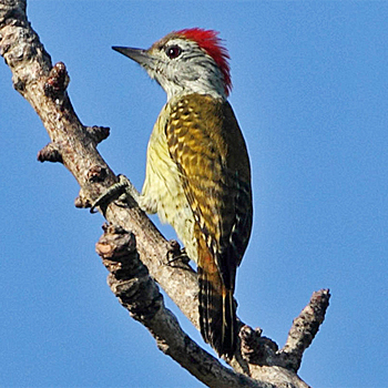 Cardinal Woodpecker