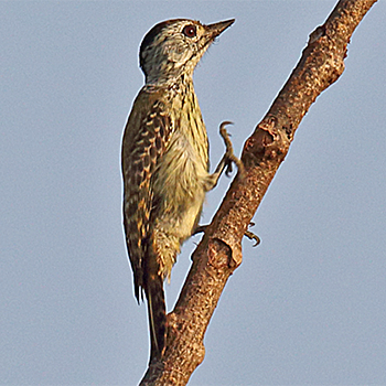 Cardinal Woodpecker