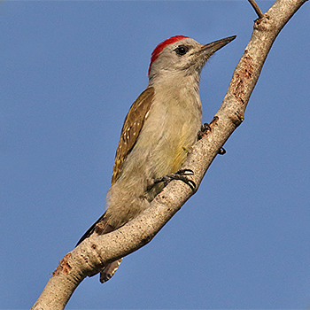 Cardinal Woodpecker