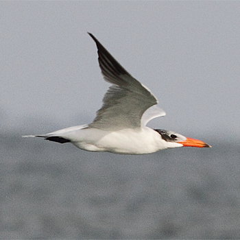 Caspian Tern