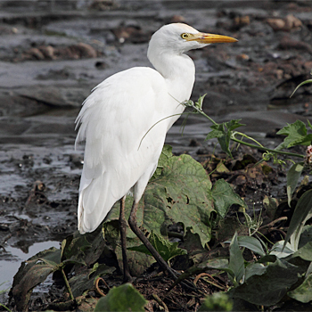Cattle Egret
