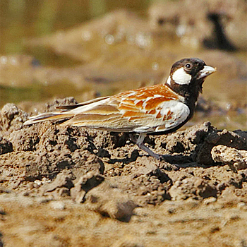 Chestnut-backed Sparrow-lark