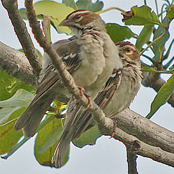 Chestnut-crowned Sparrow-weaver