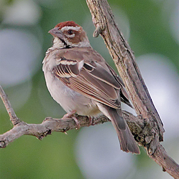 Chestnut-crowned Sparrow-weaver