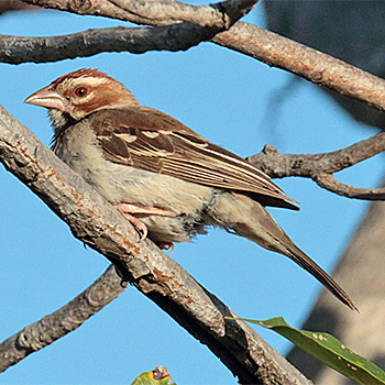 Chestnut-crowned Sparrow-weaver