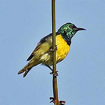 Collared Sunbird
