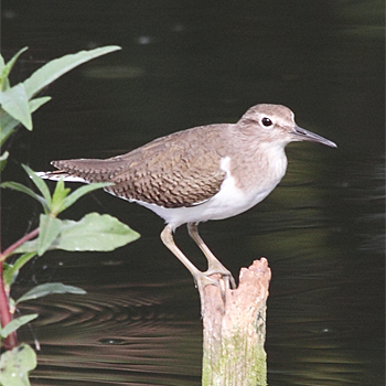 Common Sandpiper