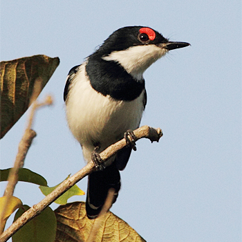 Common Wattle-eye