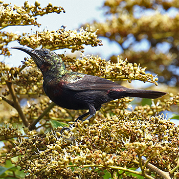 Copper Sunbird