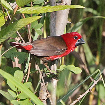 Crimson Seedcracker
