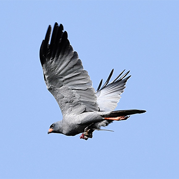 Dark Chanting-goshawk