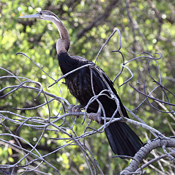 African Darter