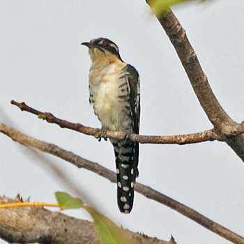 Diederik Cuckoo