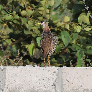 Double-spurred Francolin