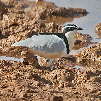 Egyptian Plover