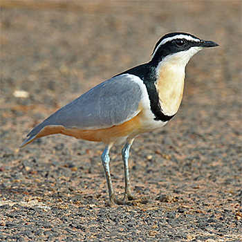 Egyptian Plover