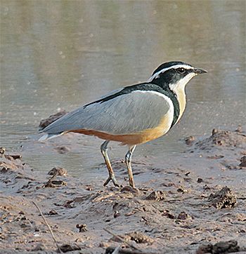 Egyptian Plover