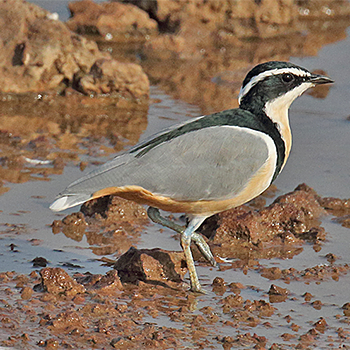 Egyptian Plover