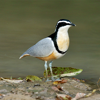 Egyptian Plover